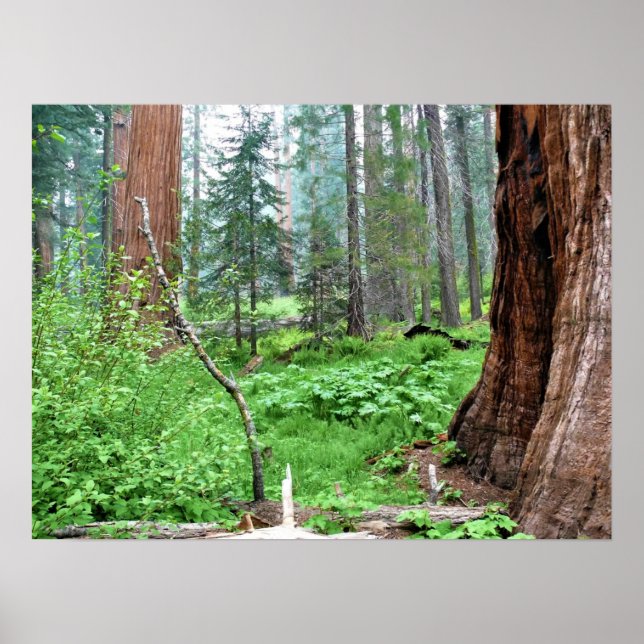 Poster Giant Sequoias in Grant Grove, CA (Devant)
