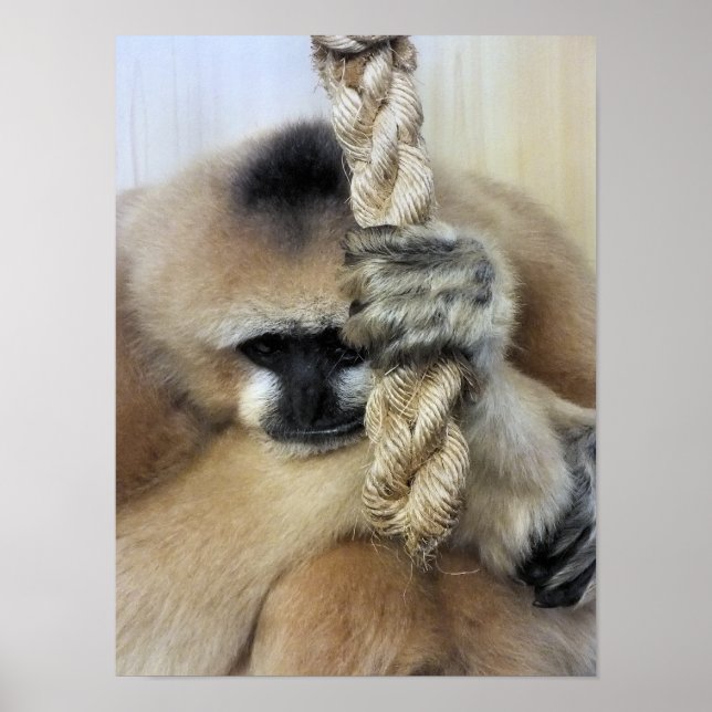 POSTER GIBBON (Devant)