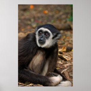 Poster Gibbon (Hylobates Lar) à poitrine blanche, singe