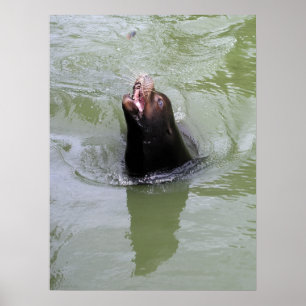 Poster Gimme Fish...MAINTENANT