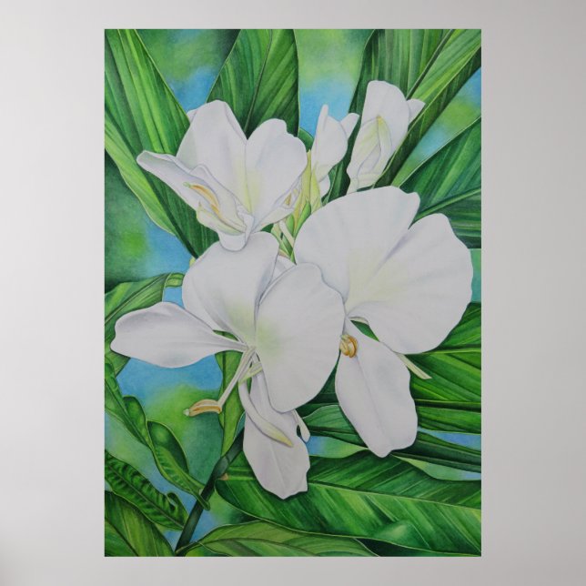 Poster Gingembre blanc hawaïen (Devant)