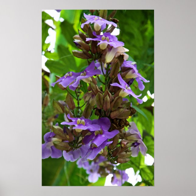 Poster Gingembre bleu (Devant)