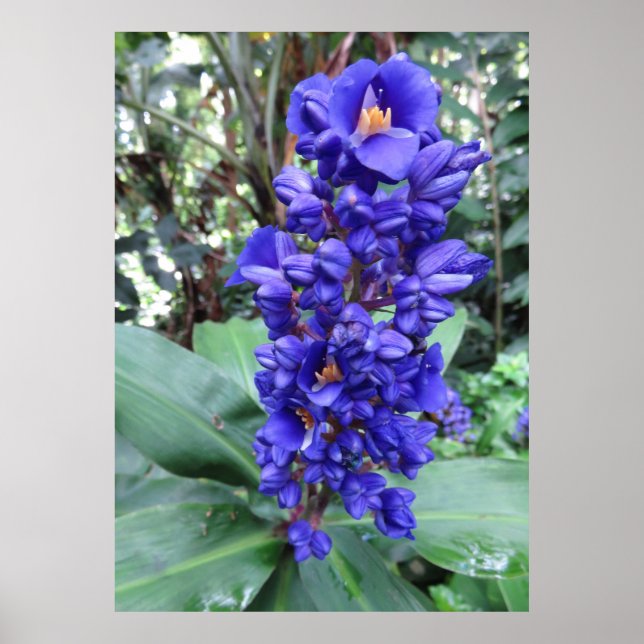 Poster Gingembre bleu hawaïen (Devant)