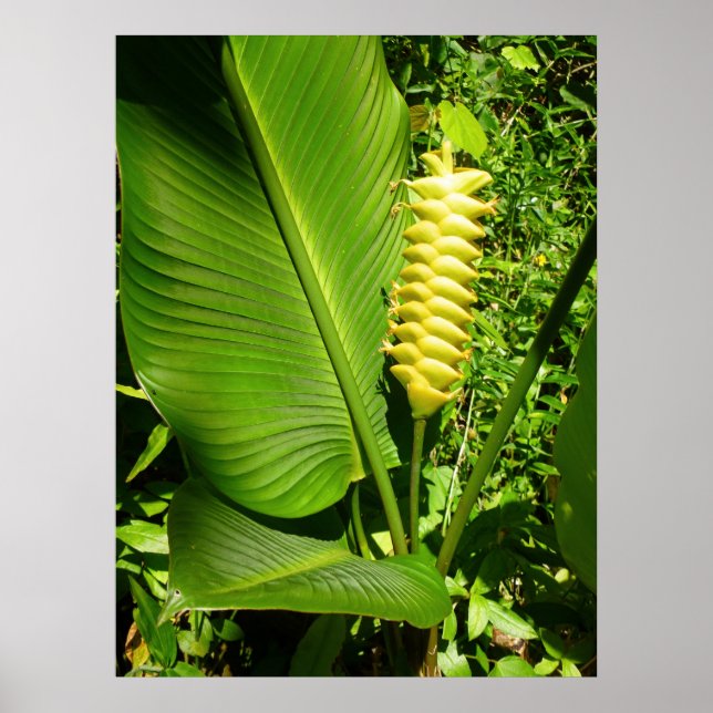 Poster Gingembre de sonnerie (Devant)