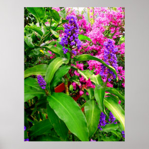 Poster Gingembre et bouganvillée bleus