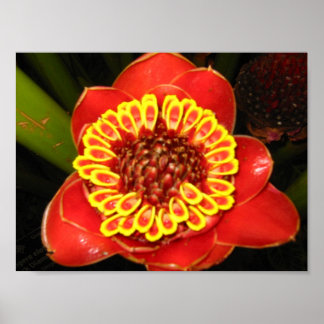 Poster Gingembre Hawaii