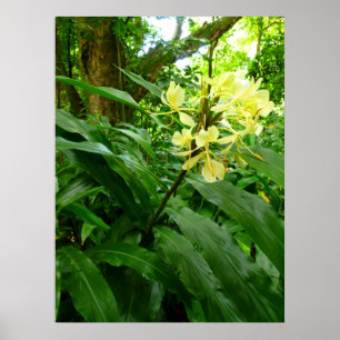 Poster Gingembre jaune hawaïen