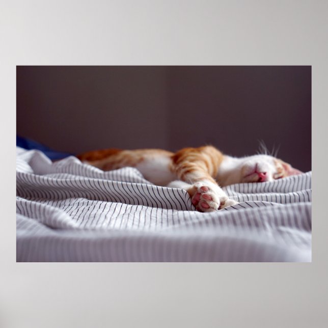 Poster Gingembre mignon Orange Tabby Chat Dormir (Devant)