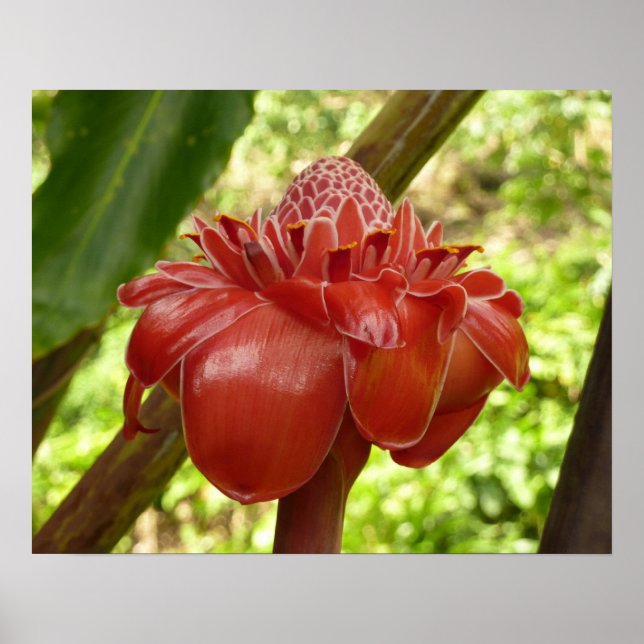 Poster Gingembre Torchon Rouge Fleur Tropicale Photograph (Devant)