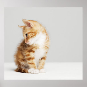 Poster Ginger Kitten