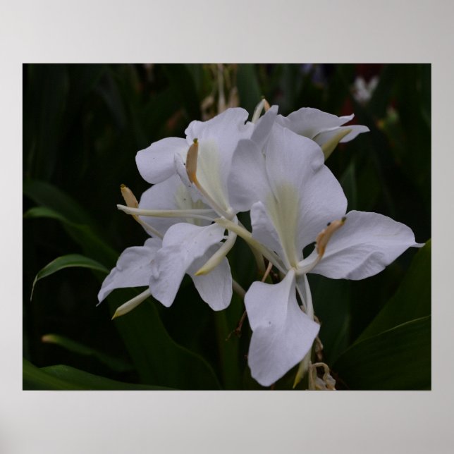 Poster Ginger Lily-0105 (Devant)