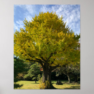 Poster Ginkgo Tree of Golden Yellow