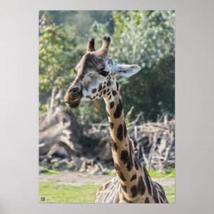 Poster Girafe
