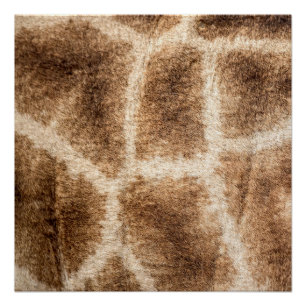 Poster Girafe