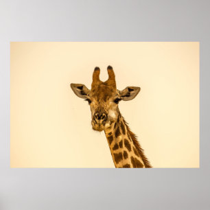 POSTER GIRAFE