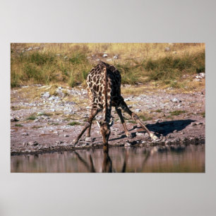 Poster Girafe - buvant