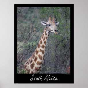 Poster Girafe de l'Afrique du Sud