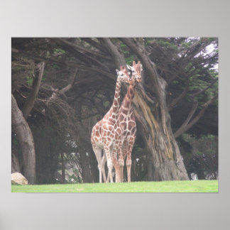 Poster girafes 003 toile