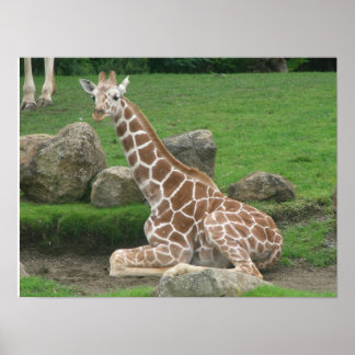 Poster girafes 005 toile