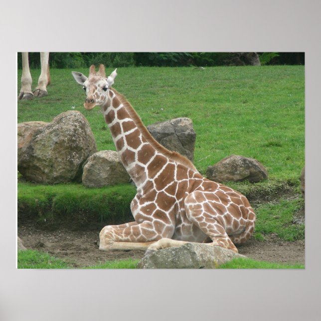 Poster girafes 005 toile (Devant)