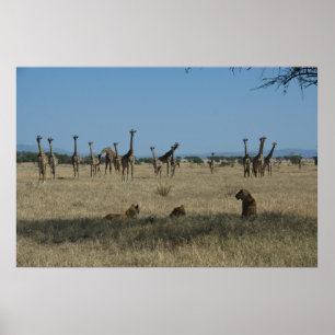 Poster Girafes et lions