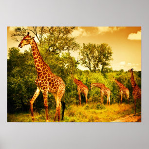 Poster girafes sud-africaines