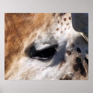 POSTER GIRAFFE