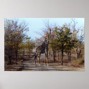Poster Giraffe