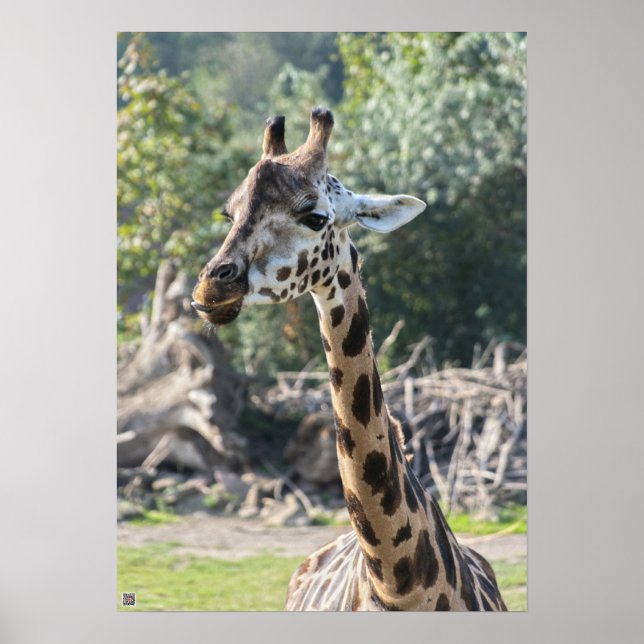 Poster Giraffe (Devant)