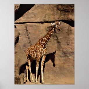Poster Giraffe