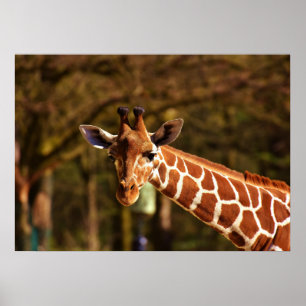 Poster Giraffe
