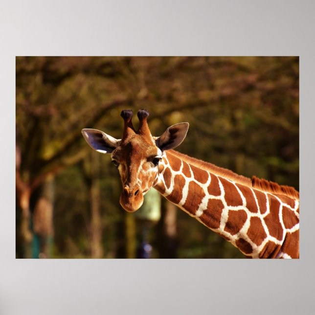 Poster Giraffe (Devant)