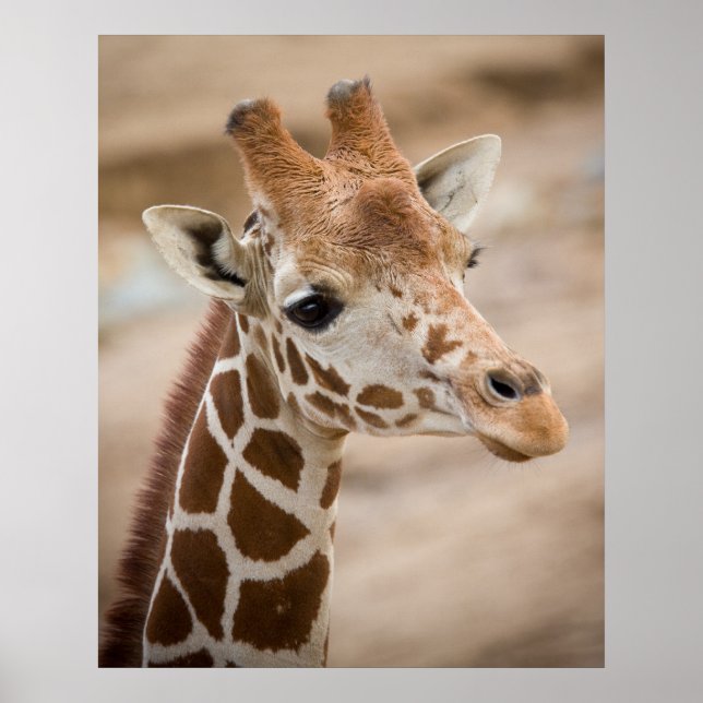 Poster Giraffe (Devant)