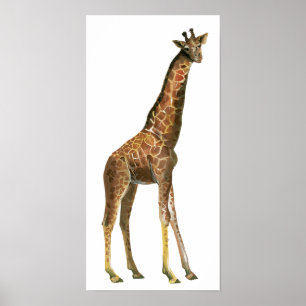 Poster Giraffe