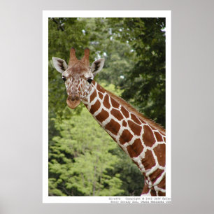 Poster Giraffe