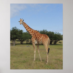 Poster Giraffe à Fossil Rim