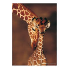 Giraffe adulte avec veau (Giraffa camelopardalis)