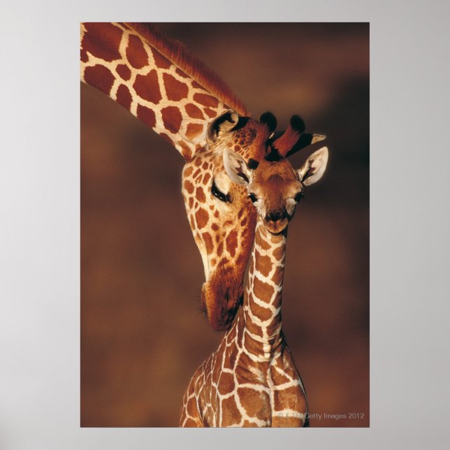 Poster Giraffe adulte avec veau (Giraffa camelopardalis) (Devant)