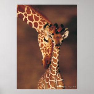 Poster Giraffe adulte avec veau (Giraffa camelopardalis)