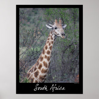 Poster Giraffe Afrique du Sud