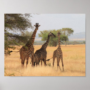 Poster Giraffe Afrique Motif animal Destinée