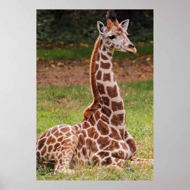 Poster Giraffe Animaux de la faune (Devant)