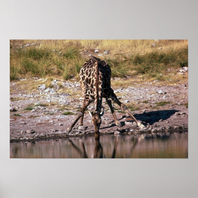 Poster Giraffe - Boire (Devant)