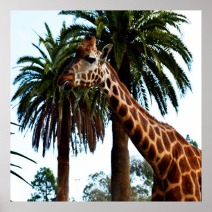 Poster Giraffe Drôle Qui Donne Une Framboise,