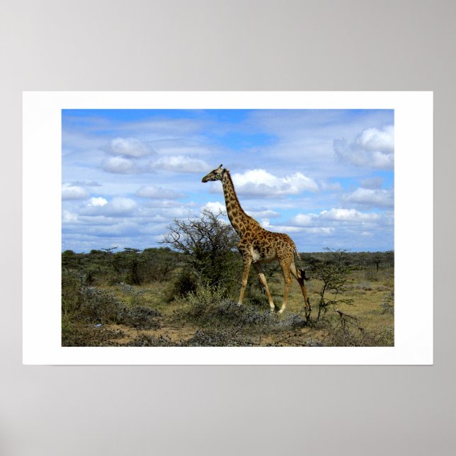 POSTER GIRAFFE EN AFRIQUE DU KENYA (Devant)