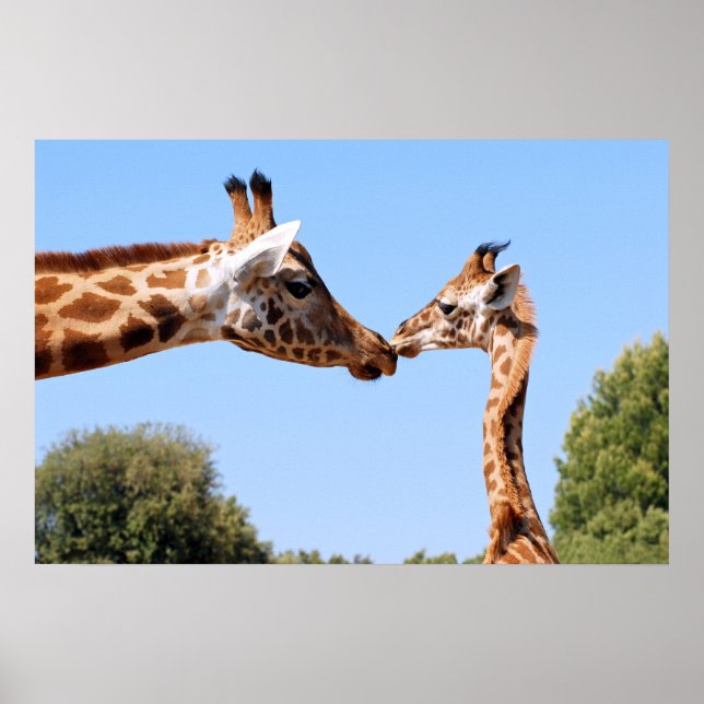 Poster Giraffe et bébé (Devant)