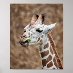 Poster Giraffe Grass mangeur