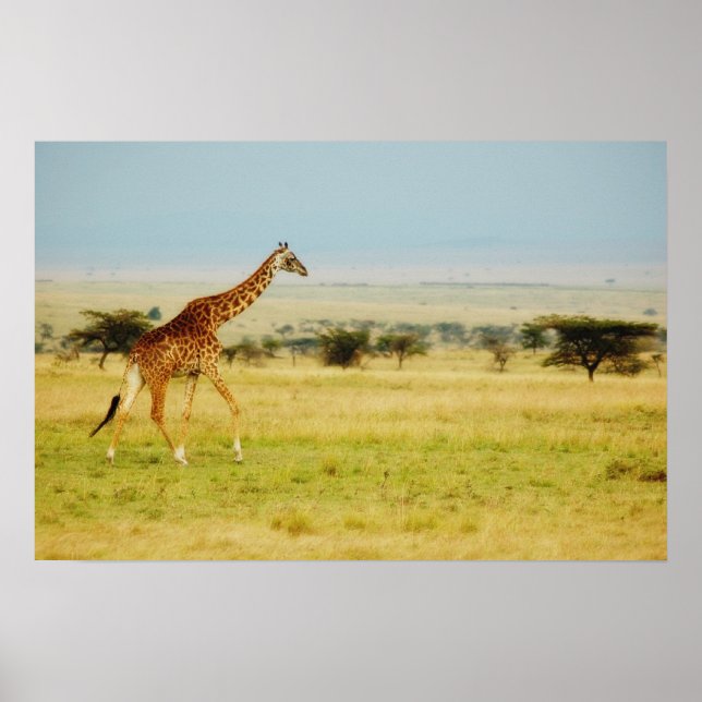 Poster Giraffe Masai Mara, Kenya poster, imprimer, photo (Devant)