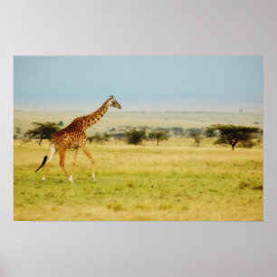Poster Giraffe Masai Mara, Kenya poster, print, picture