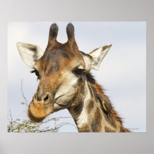 Poster Giraffe, Parc national de Kruger, Afrique du Sud